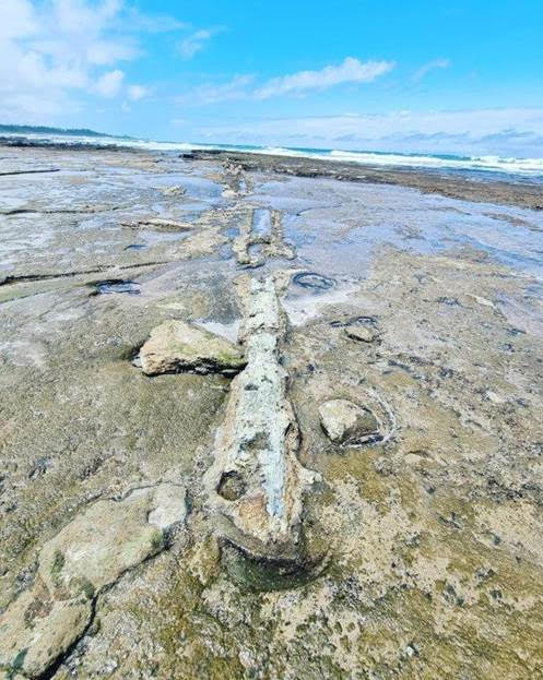 CAPTION: Did you know that when volcanic material buries trees, the trees are petrified and literally turned to stone? You can tour Port Edward’s petrified forest. 