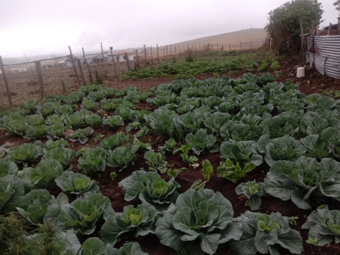 Young farmer in Eastern Cape