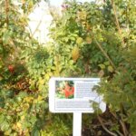 Chicos Restuarant Wild Coast Sun (4)