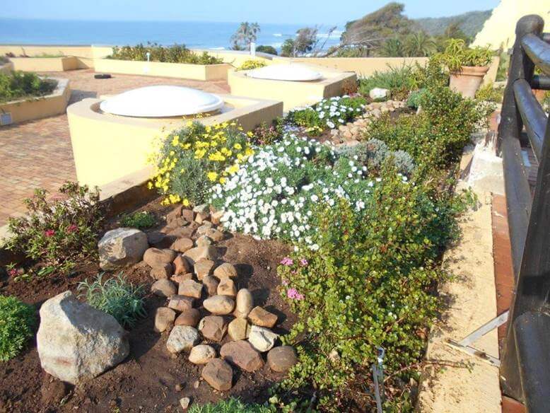 Chico’s herb and nature garden at Wild Coast Sun Resort is not just the perfect place to whale watch while gazing over the beautiful Indian Ocean, but also educates guests and provides the hotel’s kitchen with fresh and seasonal produce. Located on the deck next to Chico’s Restaurant, the garden was carefully planned and planted by experienced landscaper and local Joan Young to provide edible plants and herbs to the Wild Coast Sun’s chefs. It is also an educational garden that aims to inspire and educate the public on the value of herbs, water wise gardens, edible plants and plants that attract birds and pollinators such as bees to a garden.