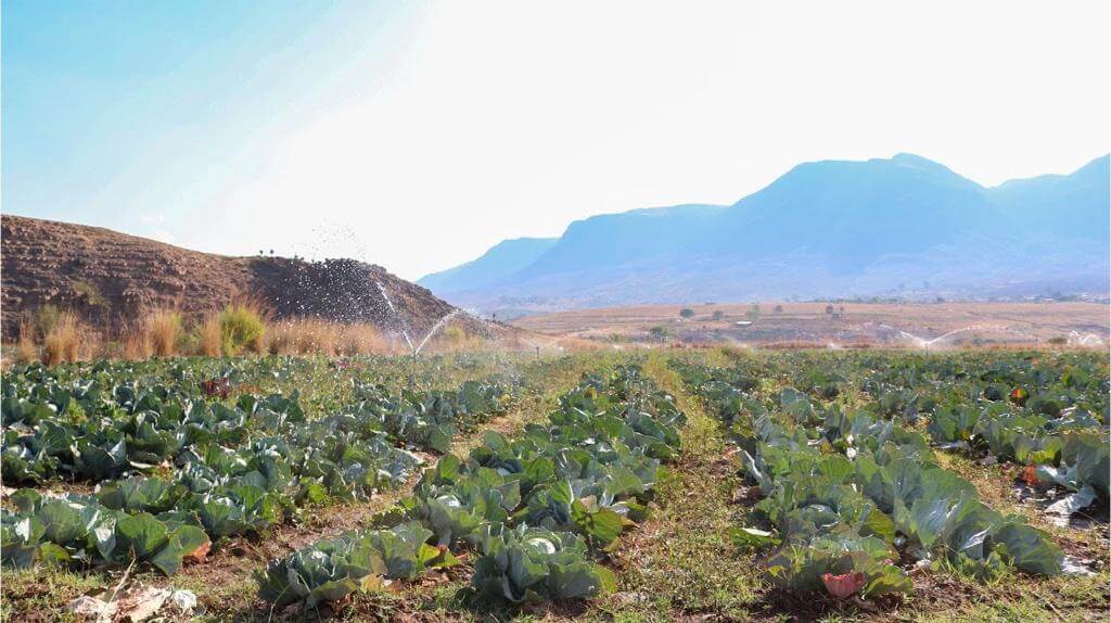 Small Farming Businesses Get a Helping Hand from Umzimvubu Local Municipality