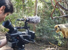 Environmental Journalism Under Siege: The Deadly Cost of Truth