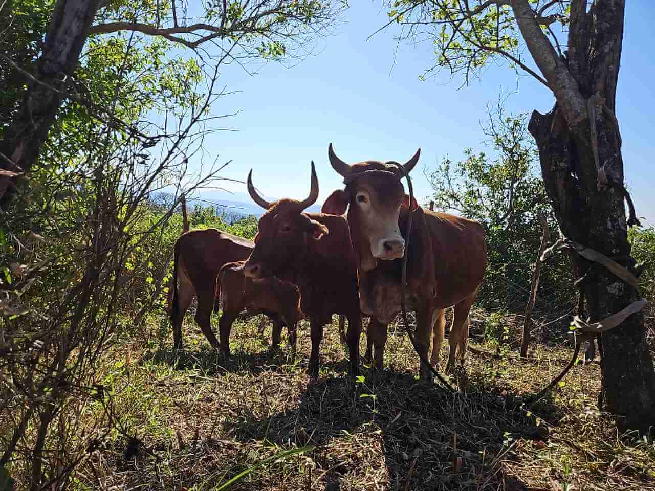 Port St Johns Launches Inkciyo at Caguba Traditional House