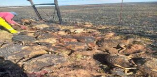 Runaway Veld Fires Destroy Livestock in Qumbu