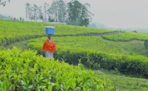 South African Teas to Shine at Hong Kong International Tea Fair 2024