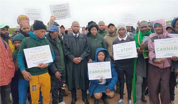 Cannabis farmers across the Mpondoland region, including representatives from various municipalities such as Winnie Madikizela-Mandela, King Sabata Dalindyebo (KSD), and Port St. Johns, gathered in support of Amahle outside the Mzamba Police Station