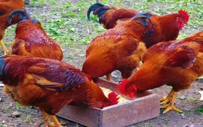 How to Harvest Wealth from Local Chicken Farming