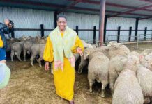 EC Agriculture MEC Hands Over 300 Sheep to OR Tambo Farmers