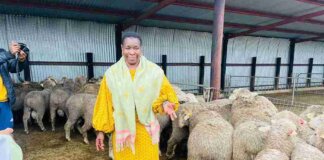 EC Agriculture MEC Hands Over 300 Sheep to OR Tambo Farmers EC Agriculture MEC Hands Over 300 Sheep to OR Tambo Farmers