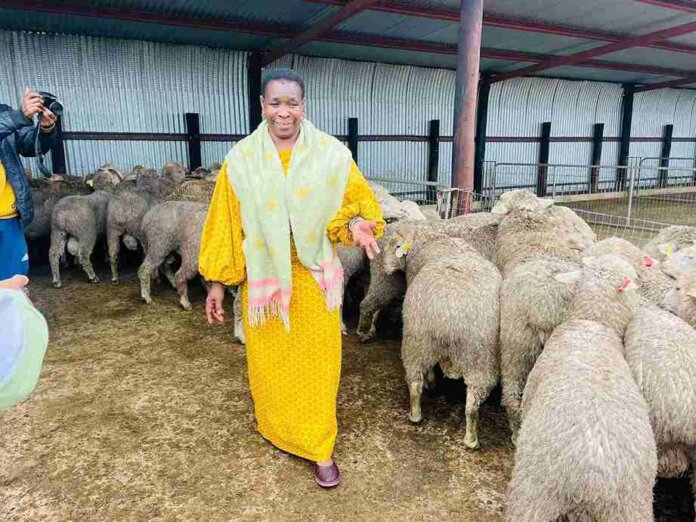 EC Agriculture MEC Hands Over 300 Sheep to OR Tambo Farmers