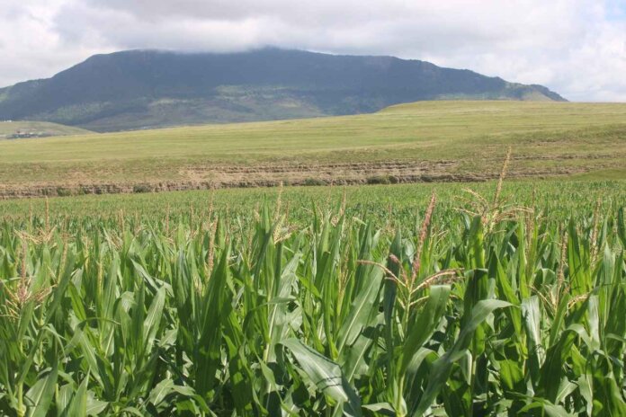 Umzimvubu Municipality Fuels Farmer Prosperity with Maize Project