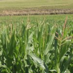 Umzimvubu Local Municipality Uplifts Local Farmers (3)