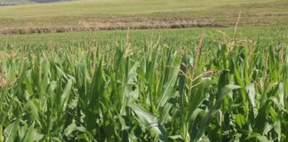 Emerging Farmers Summit Set for Alfred Nzo Umzimvubu Municipality Fuels Farmer Prosperity with Maize Project