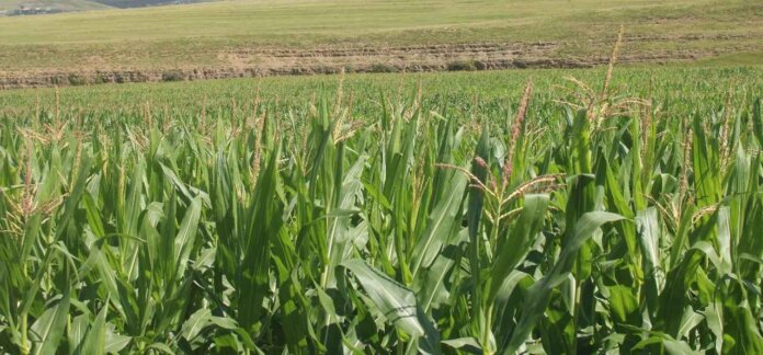 Umzimvubu Municipality Fuels Farmer Prosperity with Maize Project