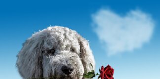 FROM PONDOLAND TIMES: WITH LOVE AND GRATITUDE FROM PONDOLAND TIMES: WITH LOVE AND GRATITUDE