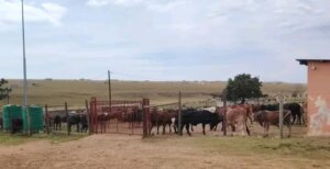 Police Recover 300+Livestock in Cross-District Anti-Theft Operation