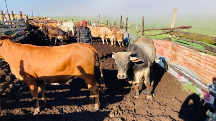 Residents Protest Against Rising Livestock Theft in KwaBhaca