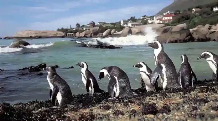 A race against extinction: How a heartfelt partnership is helping to save the African Penguin