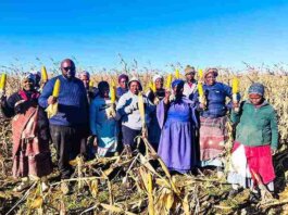 Young Libode Farmer Harvests R3.9 Million Worth of Maize Young Libode Farmer Harvests R3.9 Million Worth of Maize