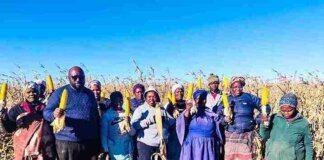 Young Libode Farmer Harvests R3.9 Million Worth of Maize Young Libode Farmer Harvests R3.9 Million Worth of Maize