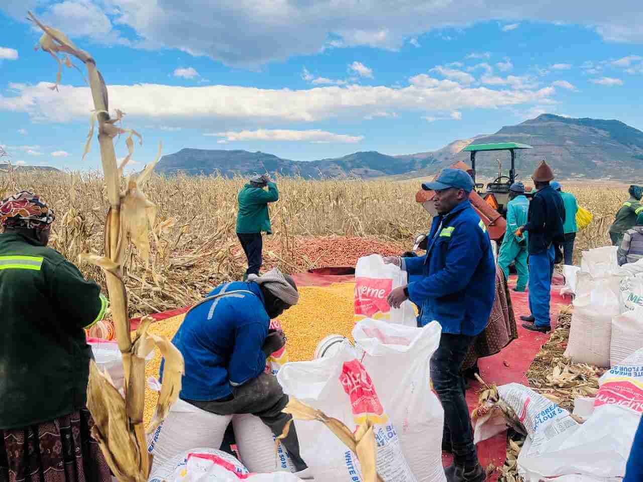 Umzimvubu Invests R7 Million to Boost Yellow Maize Farming Across 28 Wards