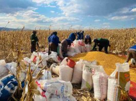 Umzimvubu Invests R7 Million to Boost Yellow Maize Farming Across 28 Wards Umzimvubu Invests R7 Million to Boost Yellow Maize Farming Across 28 Wards