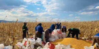 Umzimvubu Invests R7 Million to Boost Yellow Maize Farming Across 28 Wards Umzimvubu Invests R7 Million to Boost Yellow Maize Farming Across 28 Wards