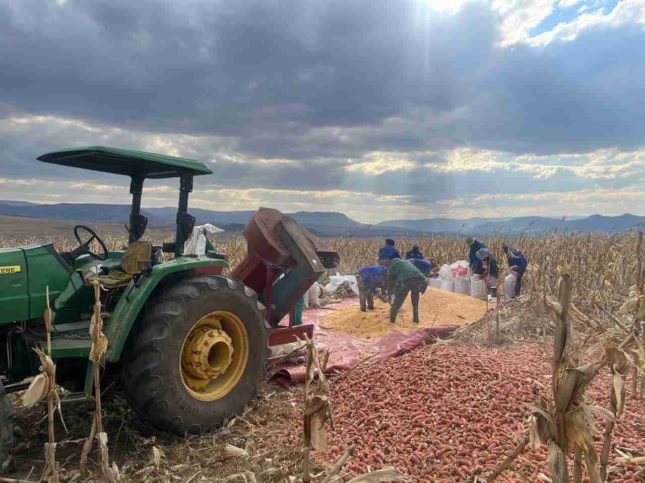 Umzimvubu Invests R7 Million to Boost Yellow Maize Farming Across 28 Wards