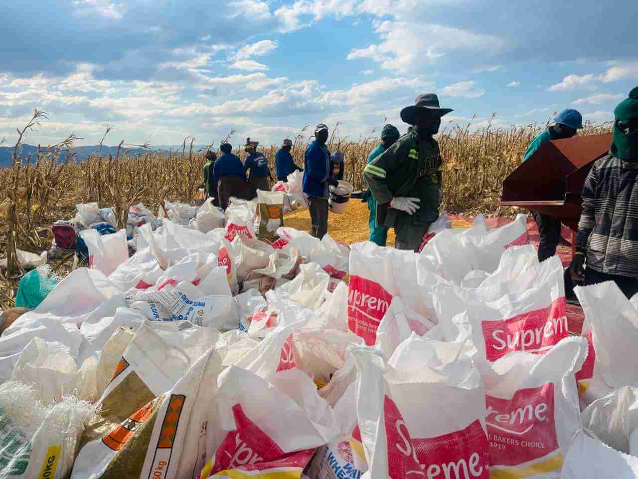 Umzimvubu Invests R7 Million to Boost Yellow Maize Farming Across 28 Wards