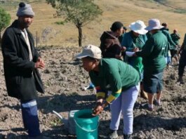Agriculture Drive Boosts Local Economy in Ingquza Hill Municipality agriculture drive boosts local economy ingquza hill municipality