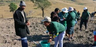 agriculture drive boosts local economy ingquza hill municipality