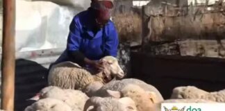 alfred nzo farmer inspires women wool crop success