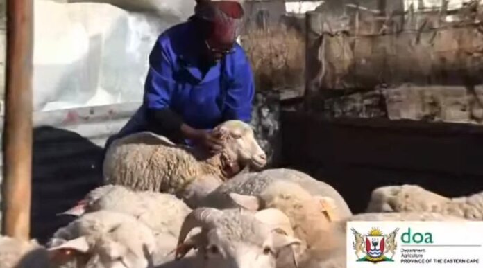 alfred nzo farmer inspires women wool crop success