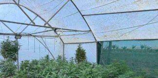 Alfred Nzo District Backs Agricultural Growth in Ward 28