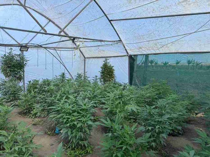 Alfred Nzo District Backs Agricultural Growth in Ward 28