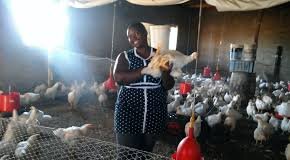 Eastern Cape woman builds thriving poultry business