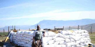 rural farmer mthatha celebrates r561000 harvest milestone