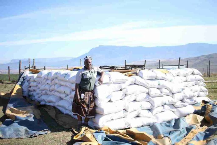 rural farmer mthatha celebrates r561000 harvest milestone