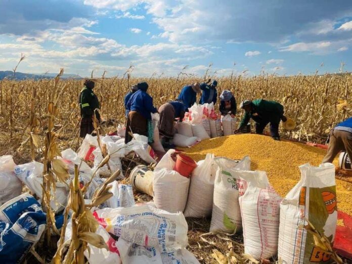 Yellow Maize Harvest Brings Hope to Umzimvubu Farmers and Families Yellow Maize Harvest Brings Hope to Umzimvubu Farmers and Families