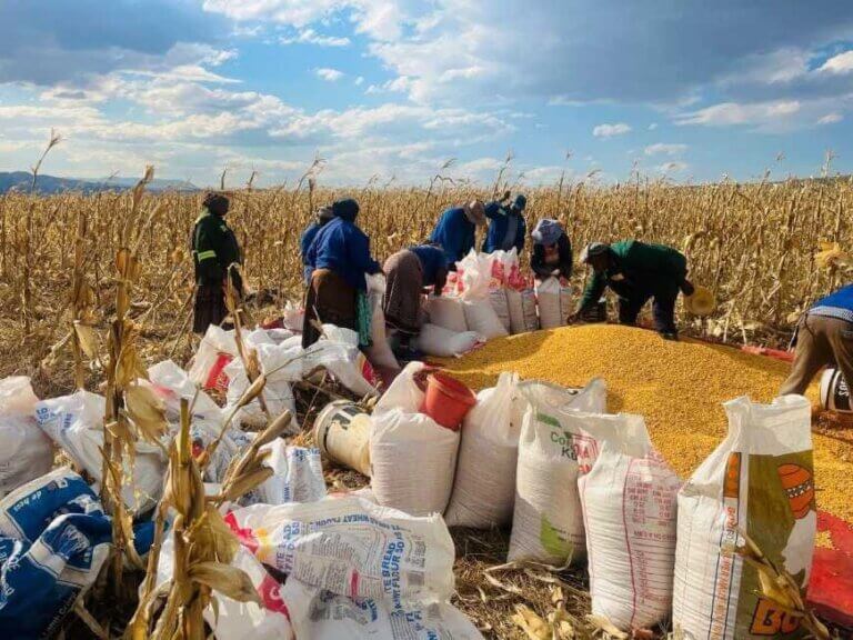Yellow Maize Harvest Brings Hope to Umzimvubu Farmers and Families