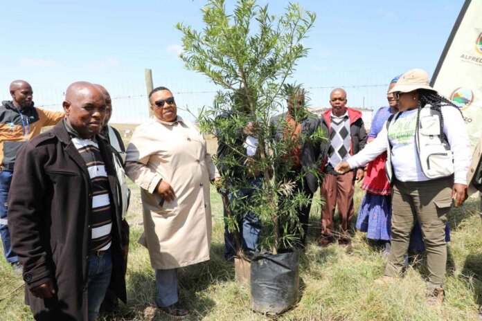Alfred Nzo District Municipality leads tree planting Siphundu