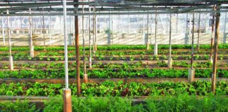 dohne field day showcase climatesmart farming solutions