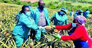 Eastern Cape Farmers Push for Markets at Mthatha Agricultural Show Eastern Cape Farmers Push for Markets at Mthatha Agricultural Show