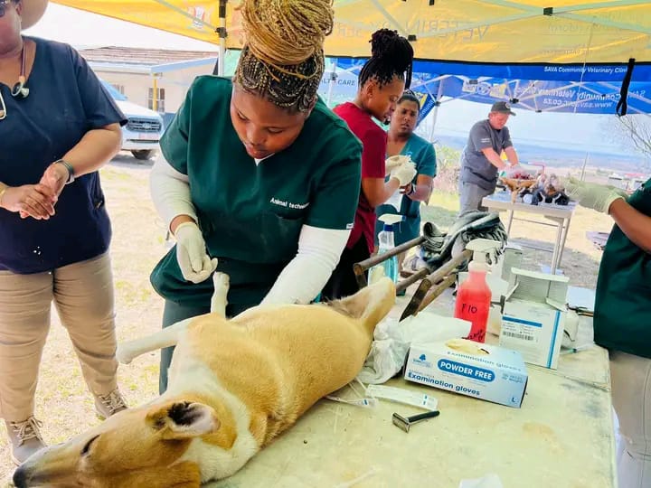 Eastern Cape marks world rabies day call act now