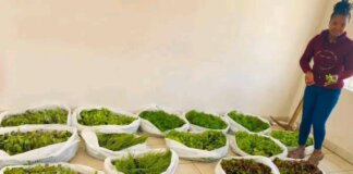 KSD MMC hands over vegetable inputs boost rural farming