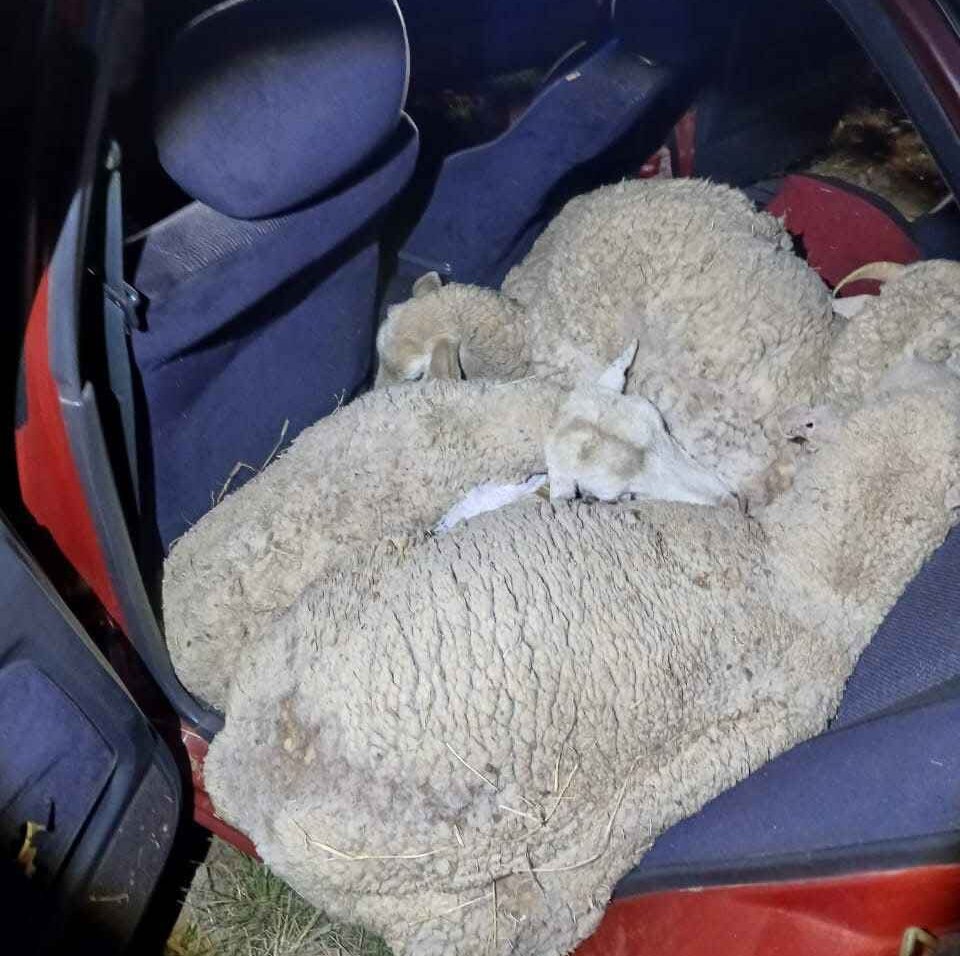 Man Arrested Stolen Sheep Stuffed Sedan On N2 2 man arrested stolen sheep stuffed sedan on n2 2