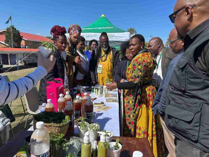 mec nonceba kontsiwe holding cannabis plant engaging cannabis producers who attended dohne open day event picture anathi zitshu doa 11zon