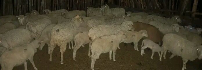 Stock Theft Prevention Task Team Or Tambo District Is Already Making Its Presence Felt Just Two Months After It Was Set Up stock theft prevention task team or tambo district is already making its presence felt just two months after it was set up