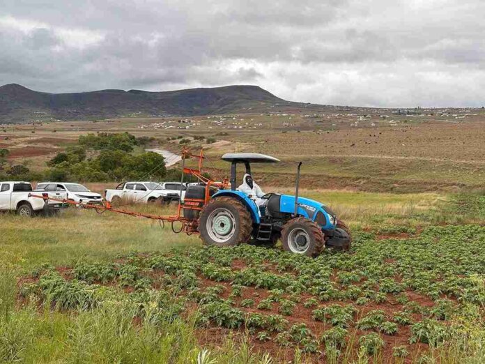 EC Agriculture Aims To Plant 23,000 Ha In 2025 (2) 11zon EC Agriculture aims to plant 23,000 ha in 2025 (2) 11zon