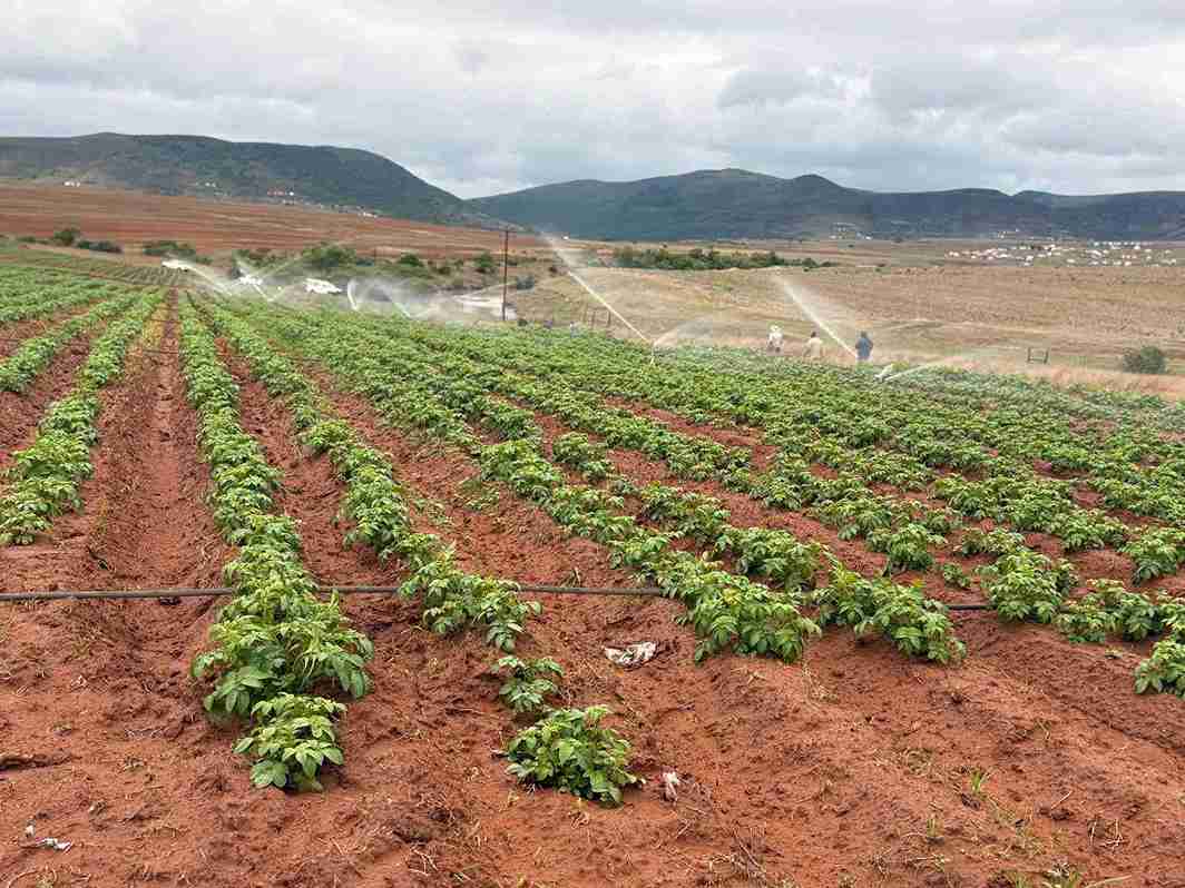 EC Agriculture aims to plant 23,000 ha in 2025 11zon
